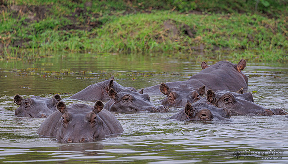 Hippopotamus