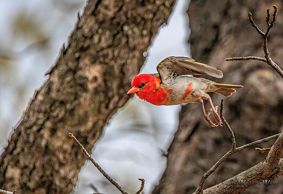 Red-headed Weaver