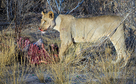 Lions eating a kudu