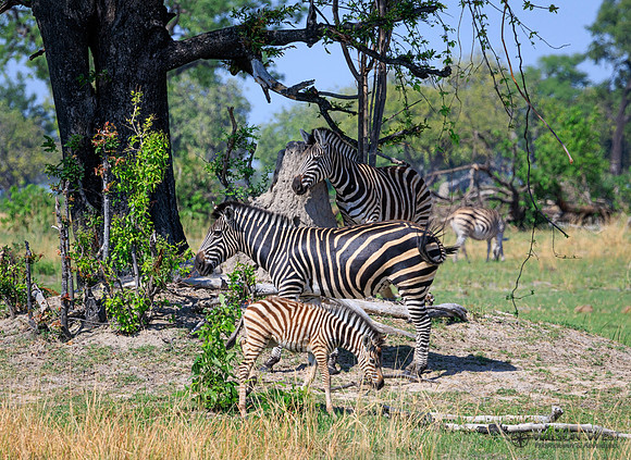 Burchell's Zebra