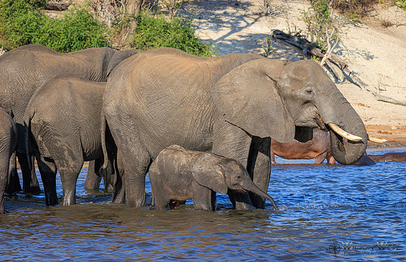 Elephant