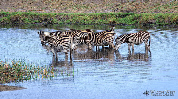 Burchell's Zebra