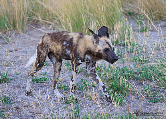 African Wild Dog