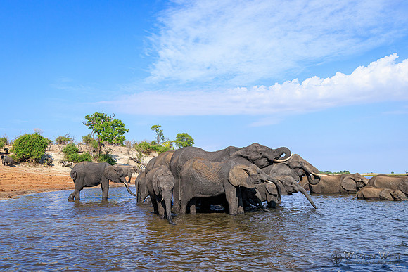 Elephant