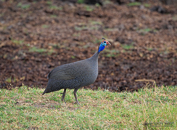 Helmeted Guineafowl