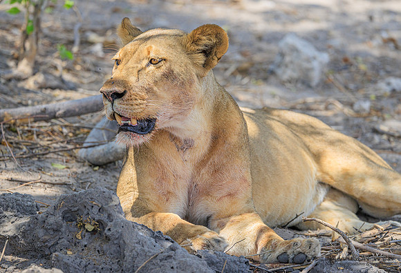 Lion
