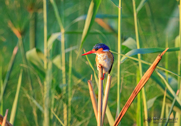 Malachite Kingfisher