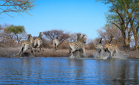 Burchell's Zebra