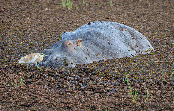 Hippopotamus, Squacco Heron