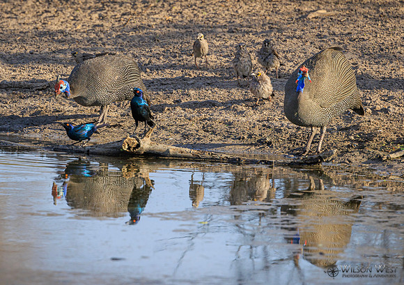 Helmeted Guineafowl, Cape Starling, Wattled Starling