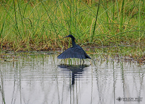 Black Heron