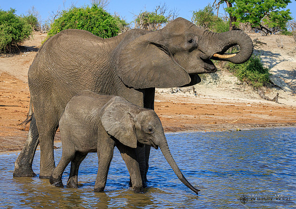 Elephant