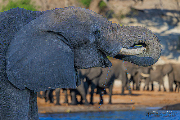 Elephant