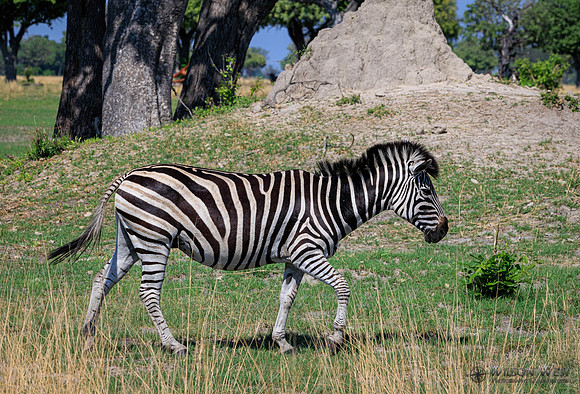 Burchell's Zebra