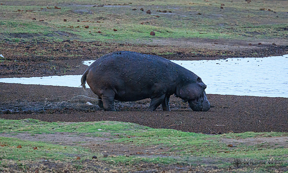 Hippopotamus