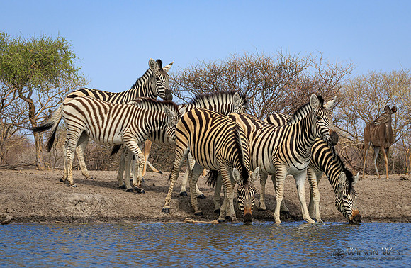 Burchell's Zebra