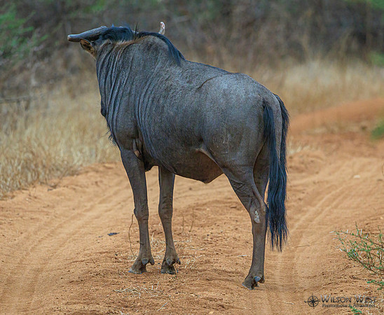 Blue Wildebeest