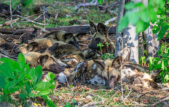 African Wild Dog