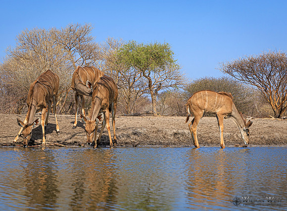 Greater Kudu