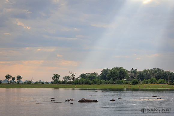 Sun Rays, Hippopotamus