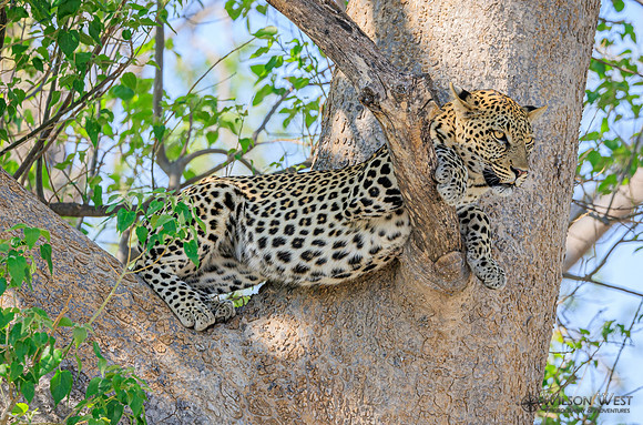 Leopard