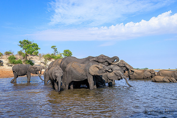 Elephant