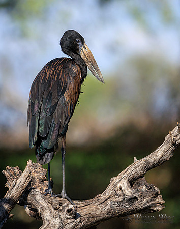 Openbill Stork
