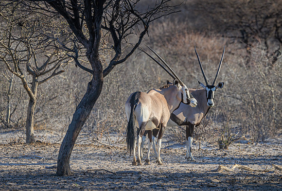 Oryx
