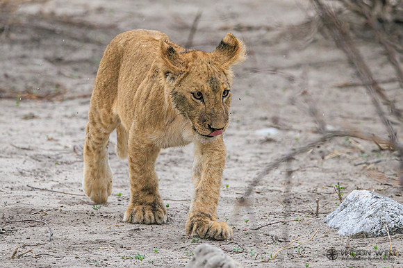Lion
