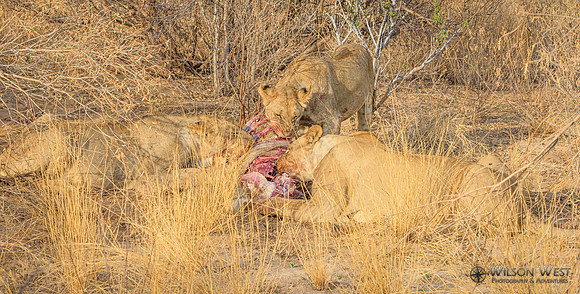 Lions eating a kudu