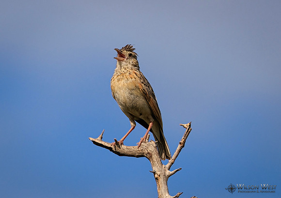 Rufous-naped Lark