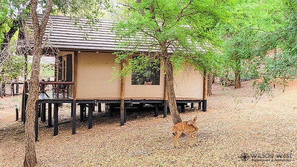 Cabin next door and Nyala