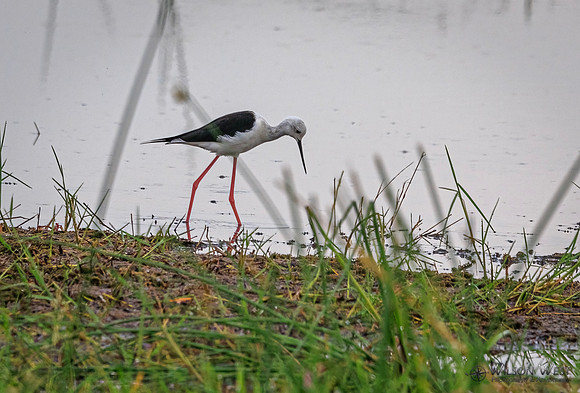 Black-winged Stilt