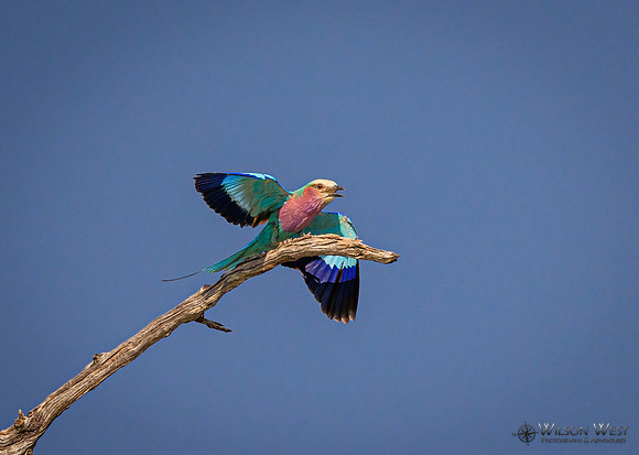 Lilac-breasted Roller