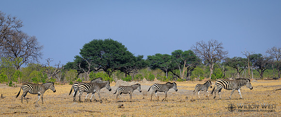 Burchell's Zebra