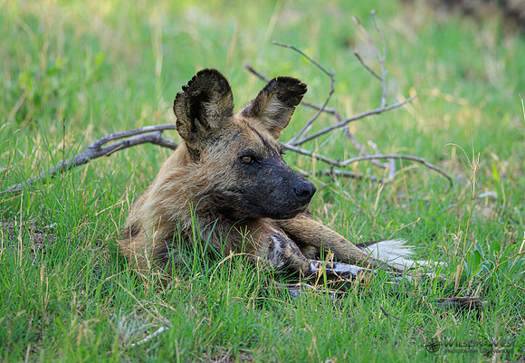 African Wild Dog