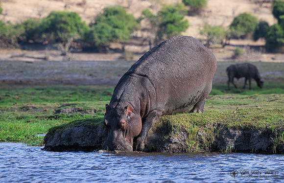 Hippopotamus