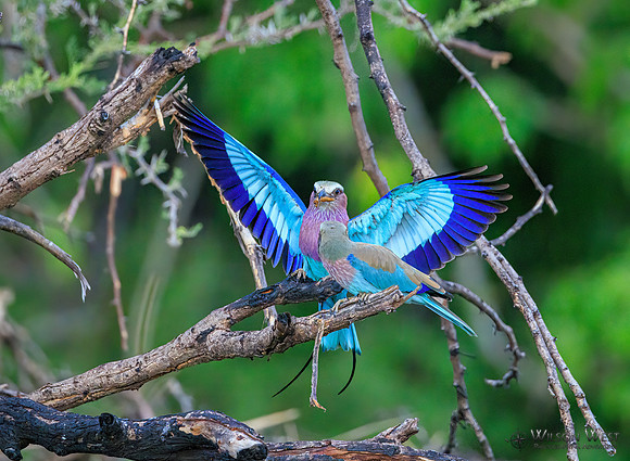 Lilac-breasted Roller