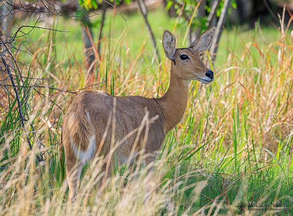 Reedbuck