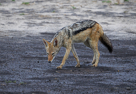 Black-backed Jackal