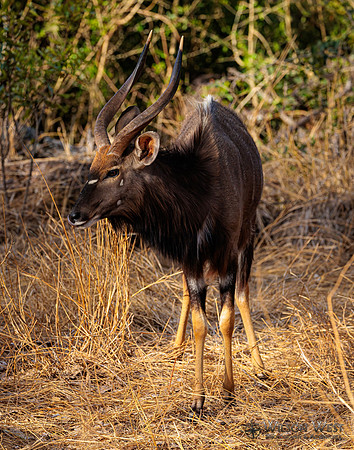 Nyala