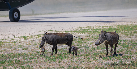 Warthog
