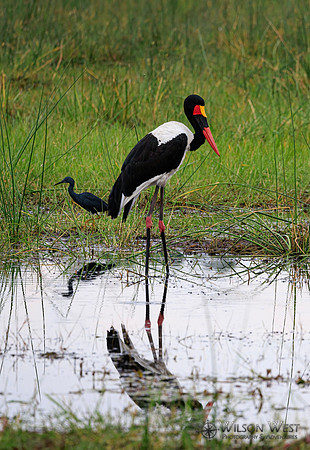 Saddle-billed Stork, Black Heron
