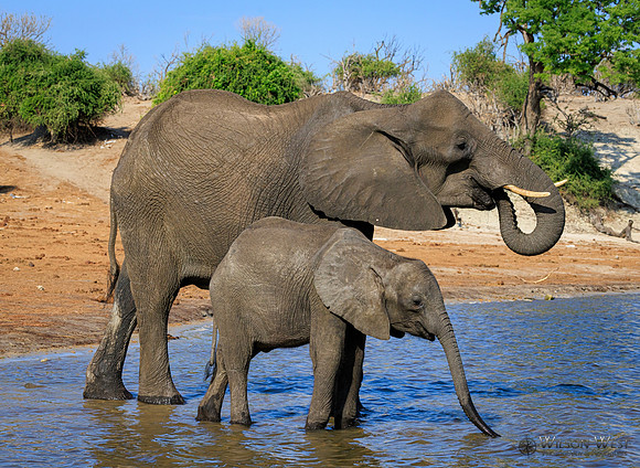 Elephant
