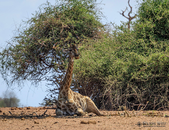 Giraffe
