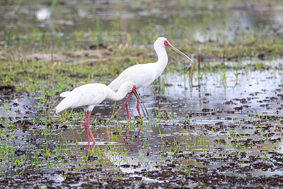 African Spoonbill
