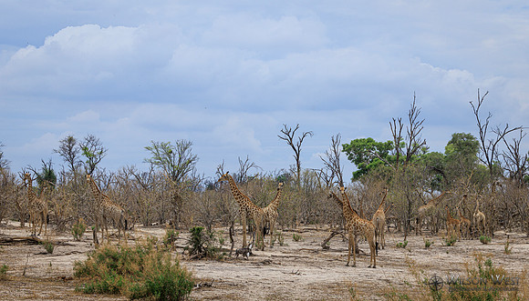 Giraffe