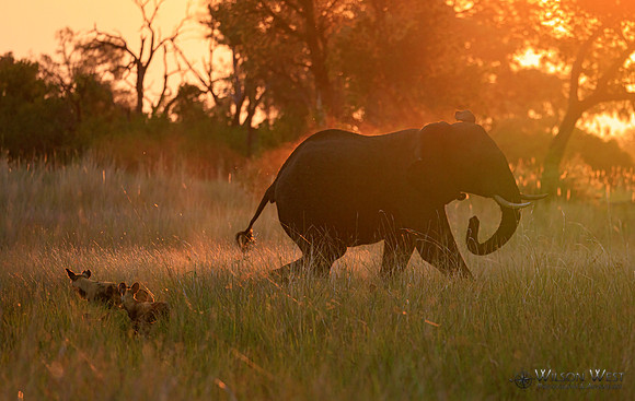 Elephant