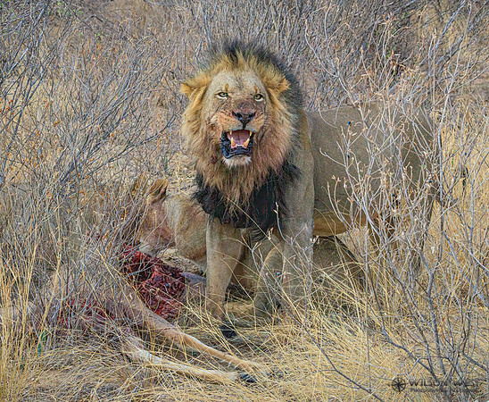 Lions eating a kudu