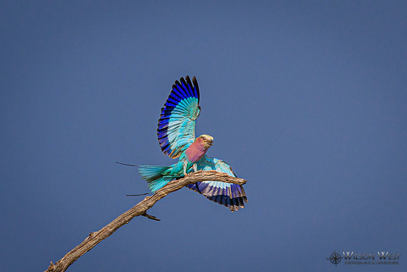 Lilac-breasted Roller